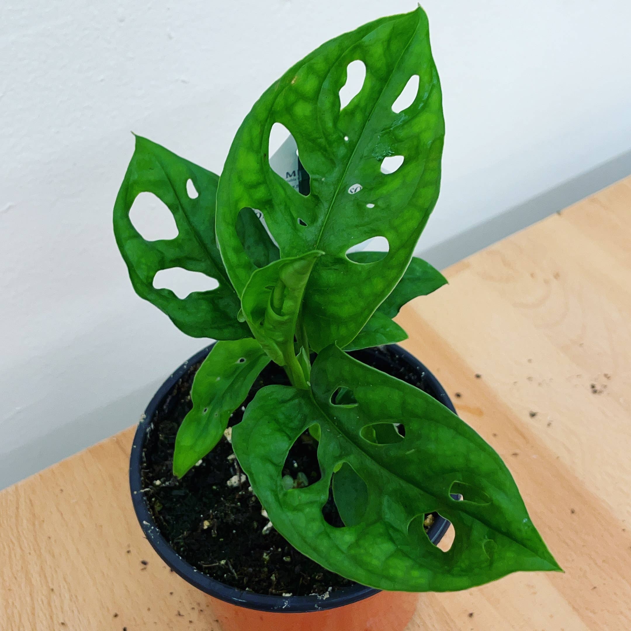 Swiss cheese plant wide form monstera adansonii | Brother Joe
